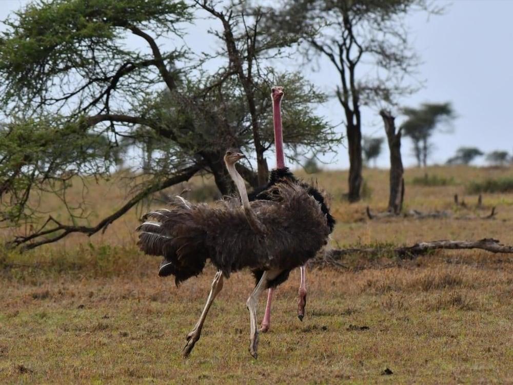 Serengeti Wildebeest Camp Hotel Exterior photo