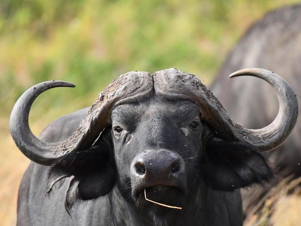 Serengeti Wildebeest Camp Hotel Exterior photo